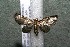  (Eupithecia nemoralis - 15-SRNP-35558)  @13 [ ] CreativeCommons  Attribution Non-Commercial Share-Alike (2017) Daniel H. Janzen Guanacaste Dry Forest Conservation Fund