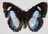  ( - 15-SRNP-41161)  @14 [ ] CreativeCommons  Attribution Non-Commercial Share-Alike (2017) Daniel H. Janzen Guanacaste Dry Forest Conservation Fund