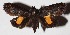  ( - 15-SRNP-41590)  @14 [ ] CreativeCommons  Attribution Non-Commercial Share-Alike (2017) Daniel H. Janzen Guanacaste Dry Forest Conservation Fund