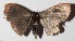  ( - 15-SRNP-41734)  @13 [ ] CreativeCommons  Attribution Non-Commercial Share-Alike (2017) Daniel H. Janzen Guanacaste Dry Forest Conservation Fund