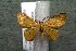  (Eois apyraria - 15-SRNP-41784)  @14 [ ] CreativeCommons  Attribution Non-Commercial Share-Alike (2017) Daniel H. Janzen Guanacaste Dry Forest Conservation Fund