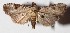 ( - 15-SRNP-46494)  @14 [ ] CreativeCommons  Attribution Non-Commercial Share-Alike (2017) Daniel H. Janzen Guanacaste Dry Forest Conservation Fund