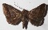  (Antiblemma Janzen1115 - 15-SRNP-46646)  @14 [ ] CreativeCommons  Attribution Non-Commercial Share-Alike (2017) Daniel H. Janzen Guanacaste Dry Forest Conservation Fund