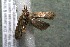  ( - 15-SRNP-55332)  @13 [ ] CreativeCommons  Attribution Non-Commercial Share-Alike (2017) Daniel H. Janzen Guanacaste Dry Forest Conservation Fund