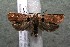  ( - 15-SRNP-55471)  @14 [ ] CreativeCommons  Attribution Non-Commercial Share-Alike (2017) Daniel H. Janzen Guanacaste Dry Forest Conservation Fund