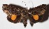 (Gonodonta Janzen87 - 15-SRNP-55981)  @14 [ ] CreativeCommons  Attribution Non-Commercial Share-Alike (2017) Daniel H. Janzen Guanacaste Dry Forest Conservation Fund