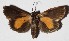  ( - 15-SRNP-55981)  @14 [ ] CreativeCommons  Attribution Non-Commercial Share-Alike (2017) Daniel H. Janzen Guanacaste Dry Forest Conservation Fund