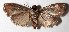  ( - 15-SRNP-56057)  @11 [ ] CreativeCommons  Attribution Non-Commercial Share-Alike (2017) Daniel H. Janzen Guanacaste Dry Forest Conservation Fund