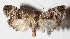  ( - 15-SRNP-56202)  @14 [ ] CreativeCommons  Attribution Non-Commercial Share-Alike (2017) Daniel H. Janzen Guanacaste Dry Forest Conservation Fund