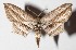  (Arcobara perlineata - 15-SRNP-70982)  @14 [ ] CreativeCommons  Attribution Non-Commercial Share-Alike (2017) Daniel H. Janzen Guanacaste Dry Forest Conservation Fund