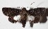  ( - 15-SRNP-71204)  @13 [ ] CreativeCommons  Attribution Non-Commercial Share-Alike (2017) Daniel H. Janzen Guanacaste Dry Forest Conservation Fund