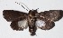  ( - 15-SRNP-71204)  @12 [ ] CreativeCommons  Attribution Non-Commercial Share-Alike (2017) Daniel H. Janzen Guanacaste Dry Forest Conservation Fund