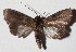  ( - 15-SRNP-71254)  @12 [ ] CreativeCommons  Attribution Non-Commercial Share-Alike (2017) Daniel H. Janzen Guanacaste Dry Forest Conservation Fund