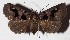  ( - 15-SRNP-71376)  @14 [ ] CreativeCommons  Attribution Non-Commercial Share-Alike (2017) Daniel H. Janzen Guanacaste Dry Forest Conservation Fund