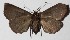  ( - 15-SRNP-71376)  @13 [ ] CreativeCommons  Attribution Non-Commercial Share-Alike (2017) Daniel H. Janzen Guanacaste Dry Forest Conservation Fund