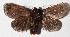  ( - 15-SRNP-72221)  @12 [ ] CreativeCommons  Attribution Non-Commercial Share-Alike (2017) Daniel H. Janzen Guanacaste Dry Forest Conservation Fund