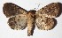 ( - 15-SRNP-72499)  @14 [ ] CreativeCommons  Attribution Non-Commercial Share-Alike (2017) Daniel H. Janzen Guanacaste Dry Forest Conservation Fund