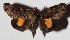  ( - 15-SRNP-75385)  @14 [ ] CreativeCommons  Attribution Non-Commercial Share-Alike (2017) Daniel H. Janzen Guanacaste Dry Forest Conservation Fund