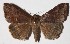  ( - 15-SRNP-75823)  @14 [ ] CreativeCommons  Attribution Non-Commercial Share-Alike (2017) Daniel H. Janzen Guanacaste Dry Forest Conservation Fund