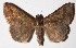  ( - 15-SRNP-75829)  @14 [ ] CreativeCommons  Attribution Non-Commercial Share-Alike (2017) Daniel H. Janzen Guanacaste Dry Forest Conservation Fund