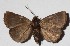  ( - 15-SRNP-75940)  @11 [ ] CreativeCommons  Attribution Non-Commercial Share-Alike (2017) Daniel H. Janzen Guanacaste Dry Forest Conservation Fund