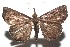  ( - 16-SRNP-100385)  @11 [ ] CreativeCommons  Attribution Non-Commercial Share-Alike (2017) Daniel H. Janzen Guanacaste Dry Forest Conservation Fund