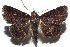  ( - 16-SRNP-100402)  @13 [ ] CreativeCommons  Attribution Non-Commercial Share-Alike (2017) Daniel H. Janzen Guanacaste Dry Forest Conservation Fund