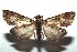  ( - 16-SRNP-100443)  @14 [ ] CreativeCommons  Attribution Non-Commercial Share-Alike (2017) Daniel H. Janzen Guanacaste Dry Forest Conservation Fund