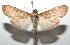  ( - 16-SRNP-100547)  @14 [ ] CreativeCommons  Attribution Non-Commercial Share-Alike (2017) Daniel H. Janzen Guanacaste Dry Forest Conservation Fund