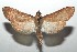  ( - 16-SRNP-100549)  @14 [ ] CreativeCommons  Attribution Non-Commercial Share-Alike (2017) Daniel H. Janzen Guanacaste Dry Forest Conservation Fund