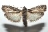  ( - 16-SRNP-100573)  @14 [ ] CreativeCommons  Attribution Non-Commercial Share-Alike (2017) Daniel H. Janzen Guanacaste Dry Forest Conservation Fund