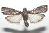  ( - 16-SRNP-100574)  @14 [ ] CreativeCommons  Attribution Non-Commercial Share-Alike (2017) Daniel H. Janzen Guanacaste Dry Forest Conservation Fund