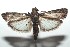  ( - 16-SRNP-100575)  @14 [ ] CreativeCommons  Attribution Non-Commercial Share-Alike (2017) Daniel H. Janzen Guanacaste Dry Forest Conservation Fund