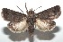  ( - 16-SRNP-100600)  @13 [ ] CreativeCommons  Attribution Non-Commercial Share-Alike (2017) Daniel H. Janzen Guanacaste Dry Forest Conservation Fund
