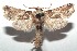  ( - 16-SRNP-100623)  @14 [ ] CreativeCommons  Attribution Non-Commercial Share-Alike (2017) Daniel H. Janzen Guanacaste Dry Forest Conservation Fund