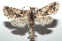  ( - 16-SRNP-100624)  @13 [ ] CreativeCommons  Attribution Non-Commercial Share-Alike (2017) Daniel H. Janzen Guanacaste Dry Forest Conservation Fund
