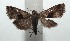  ( - 16-SRNP-100679)  @13 [ ] CreativeCommons  Attribution Non-Commercial Share-Alike (2017) Daniel H. Janzen Guanacaste Dry Forest Conservation Fund