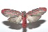  ( - 16-SRNP-100686)  @14 [ ] CreativeCommons  Attribution Non-Commercial Share-Alike (2017) Daniel H. Janzen Guanacaste Dry Forest Conservation Fund