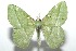  ( - 16-SRNP-100689)  @14 [ ] CreativeCommons  Attribution Non-Commercial Share-Alike (2017) Daniel H. Janzen Guanacaste Dry Forest Conservation Fund