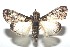  ( - 16-SRNP-100698)  @14 [ ] CreativeCommons  Attribution Non-Commercial Share-Alike (2017) Daniel H. Janzen Guanacaste Dry Forest Conservation Fund