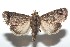  ( - 16-SRNP-100703)  @14 [ ] CreativeCommons  Attribution Non-Commercial Share-Alike (2017) Daniel H. Janzen Guanacaste Dry Forest Conservation Fund