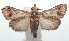  ( - 16-SRNP-100734)  @14 [ ] CreativeCommons  Attribution Non-Commercial Share-Alike (2017) Daniel H. Janzen Guanacaste Dry Forest Conservation Fund