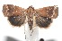  ( - 16-SRNP-100753)  @13 [ ] CreativeCommons  Attribution Non-Commercial Share-Alike (2017) Daniel H. Janzen Guanacaste Dry Forest Conservation Fund