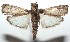  ( - 16-SRNP-100778)  @14 [ ] CreativeCommons  Attribution Non-Commercial Share-Alike (2017) Daniel H. Janzen Guanacaste Dry Forest Conservation Fund