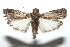  ( - 16-SRNP-100780)  @14 [ ] CreativeCommons  Attribution Non-Commercial Share-Alike (2017) Daniel H. Janzen Guanacaste Dry Forest Conservation Fund