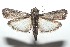  ( - 16-SRNP-100783)  @14 [ ] CreativeCommons  Attribution Non-Commercial Share-Alike (2017) Daniel H. Janzen Guanacaste Dry Forest Conservation Fund