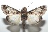  ( - 16-SRNP-100796)  @14 [ ] CreativeCommons  Attribution Non-Commercial Share-Alike (2017) Daniel H. Janzen Guanacaste Dry Forest Conservation Fund