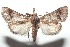  ( - 16-SRNP-100798)  @14 [ ] CreativeCommons  Attribution Non-Commercial Share-Alike (2017) Daniel H. Janzen Guanacaste Dry Forest Conservation Fund