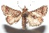  ( - 16-SRNP-100799)  @14 [ ] CreativeCommons  Attribution Non-Commercial Share-Alike (2017) Daniel H. Janzen Guanacaste Dry Forest Conservation Fund