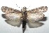  ( - 16-SRNP-100802)  @14 [ ] CreativeCommons  Attribution Non-Commercial Share-Alike (2017) Daniel H. Janzen Guanacaste Dry Forest Conservation Fund